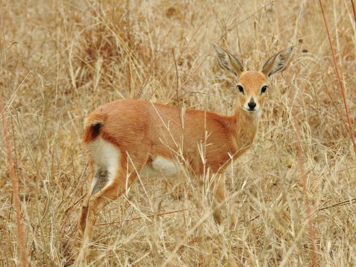 Steenbok