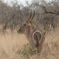 Waterbuck