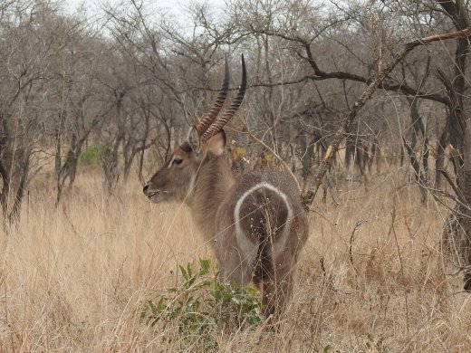 Waterbuck