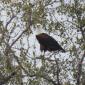 Fish Eagle