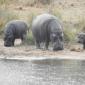 Hippo Family