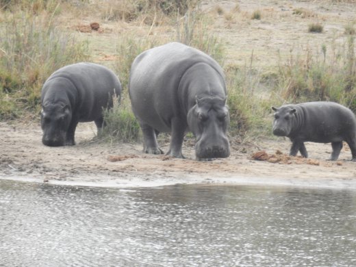 Hippo Family
