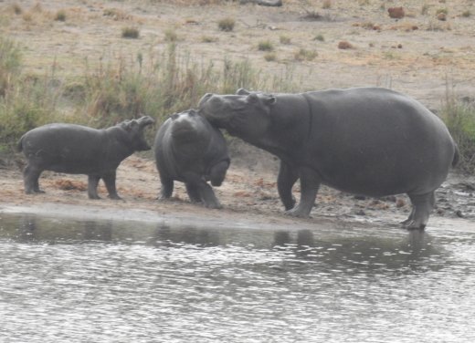 Hippo Family