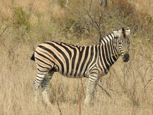 Zebra