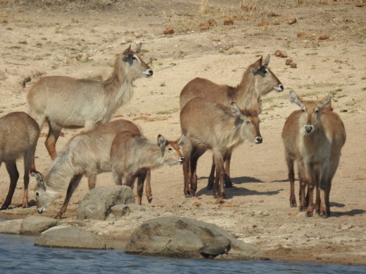 Waterbuck
