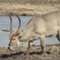 Waterbuck 
