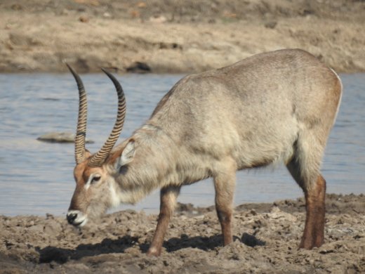 Waterbuck 