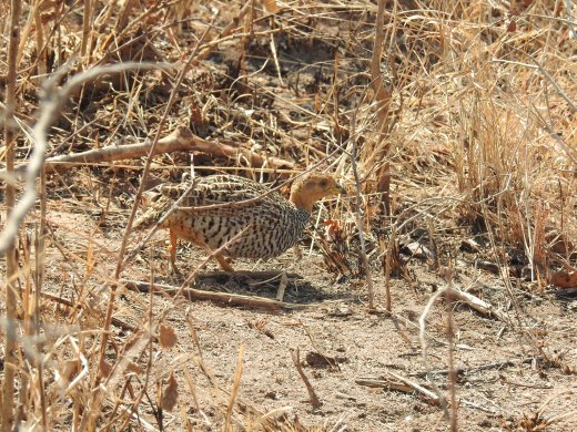Coqui Francolin