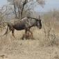 Wildebeest