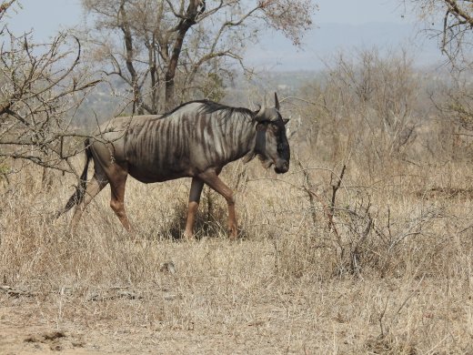 Wildebeest