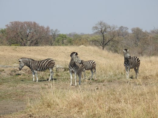 Zebra Herd