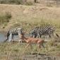 Zebra & Impala