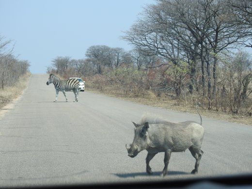 Zebra & Warthog 