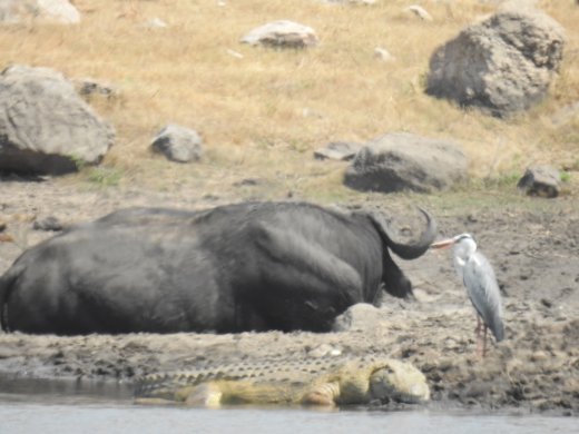 Buffalo, Crane & Crocodile