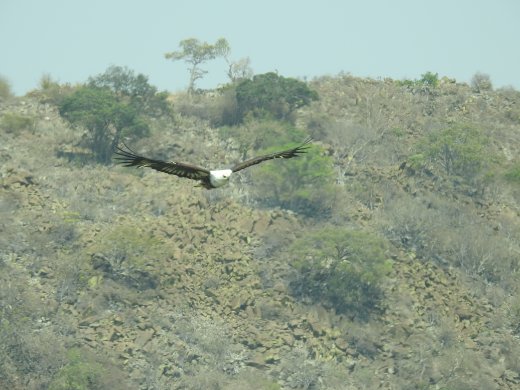 Fish Eagle