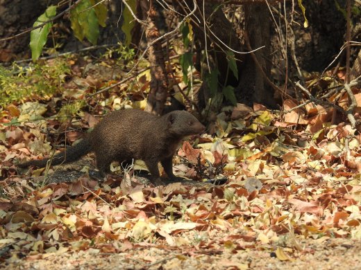 Dwarf Mongoose