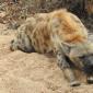 Hyena in Ditch