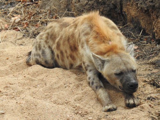Hyena in Ditch