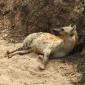 Hyena in Ditch