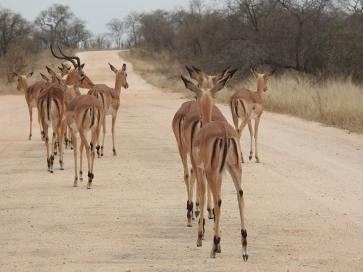 Impala Road Block