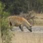 Hyena, Female