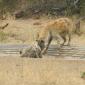 Hyena