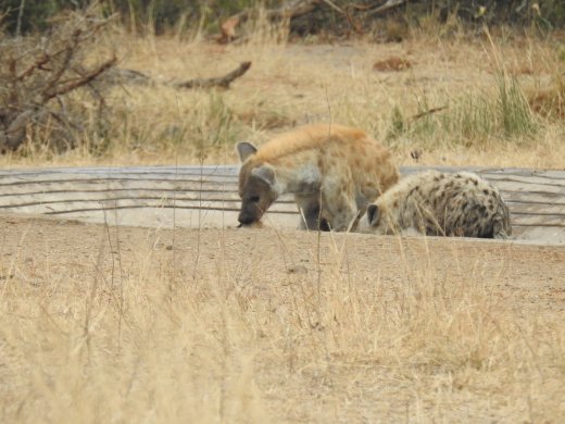 Hyena