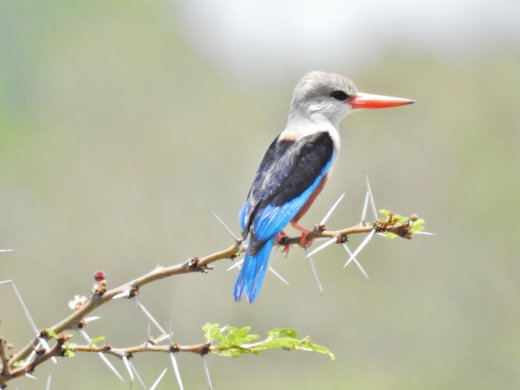 Gray Headed Kingfisher
