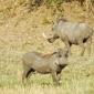 Warthogs