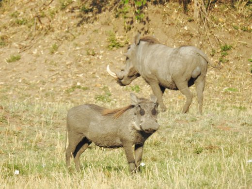 Warthogs