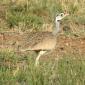  White-bellied Bustard