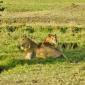 Male Lions