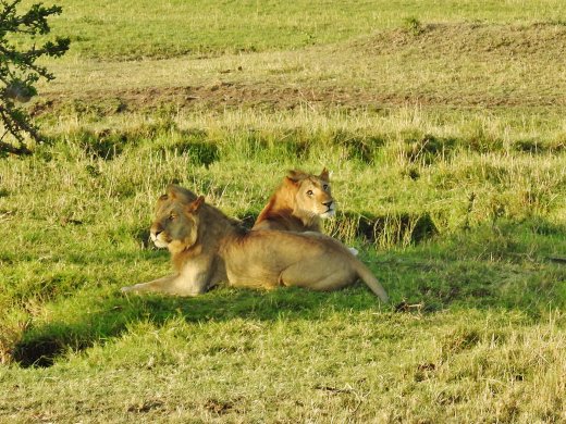 Male Lions