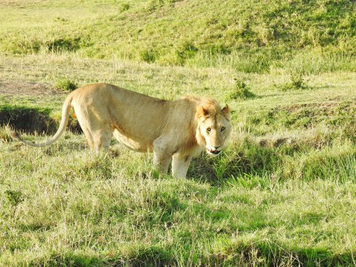 Male Lions