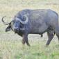 Buffalo