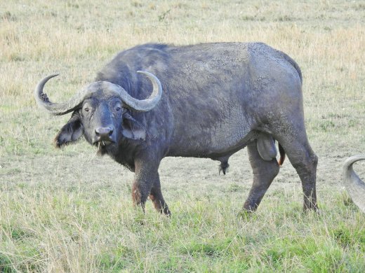 Buffalo
