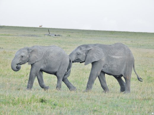 Elephants