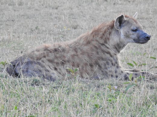 09.28.Migration Camp (42) Hyena