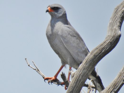 Chanting Goshawk