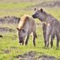 Hyenas