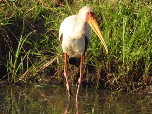 Yellow Billed Storck