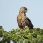 Brown Snake Eagle