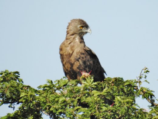Brown Snake Eagle