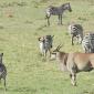 Eland & Zebra