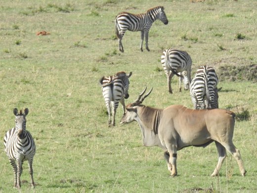 Eland & Zebra
