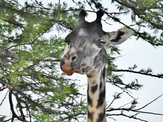 Giraffe