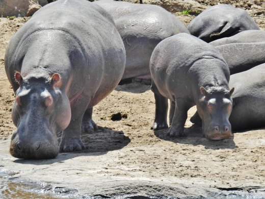 Hippo Party