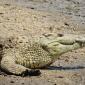 Crocodile