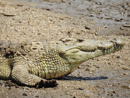 Crocodile