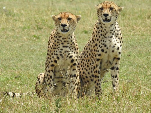 Cheetah Brothers